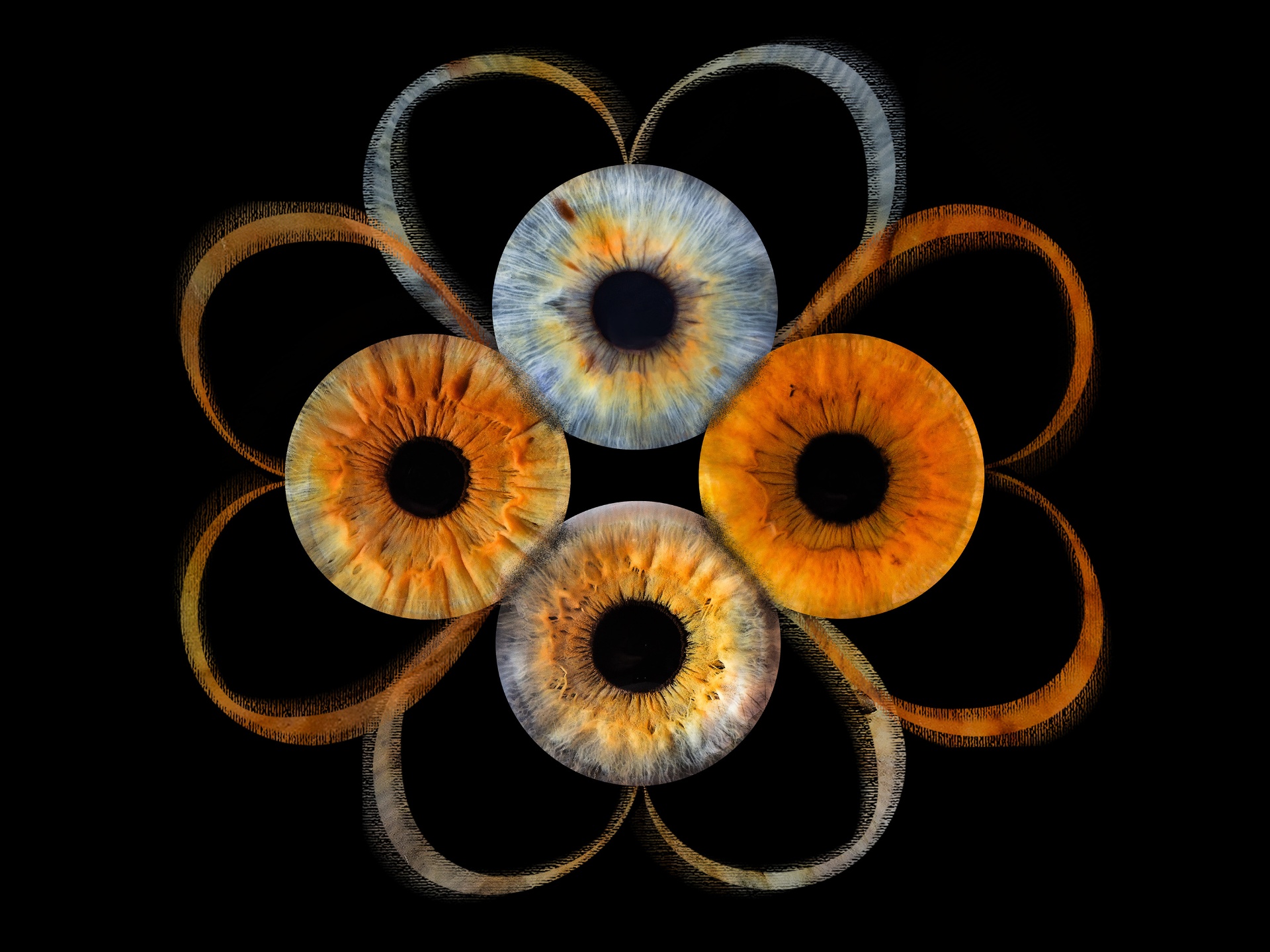 Iris Bloom